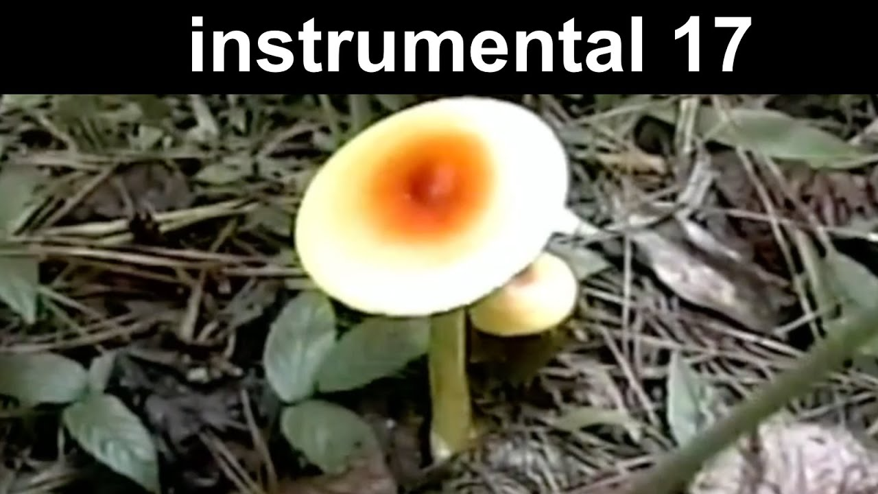 instrumental 17